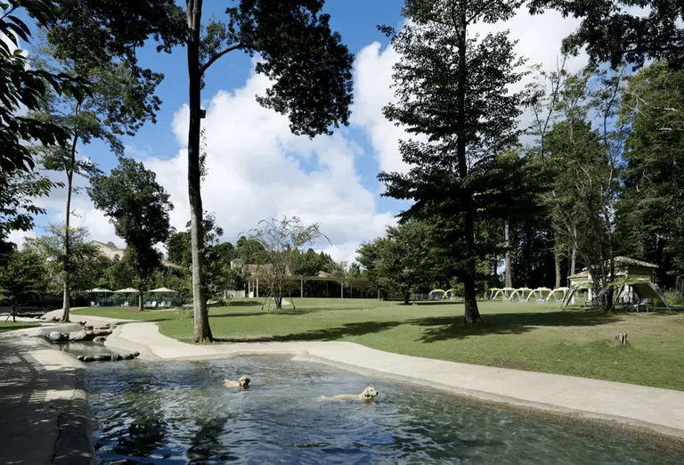  Two white Labs swimming in a large dog pool at Doggy's Island Resort in Japan, surrounded by big leafy trees.
