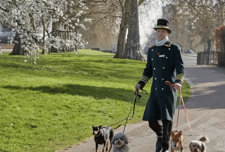  A Milestone Concierge in a formal uniform walks four different dogs on leashes in a park on a sunny day.
