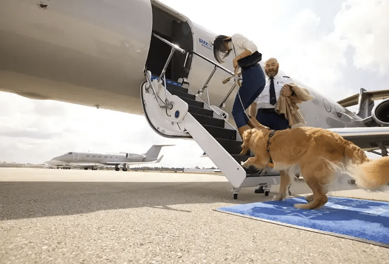  A person with a dog on a leash boards the Bark Air private jet with assistance from a pilot. 