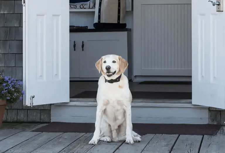 A cute white Lab and Spaniel mix dog sitting outside one of the Cottages at Nantucket next to a flower pot with purple flowers.

