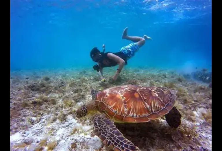 Snorkeler swimming with a sea turtle in the clear waters of Hawaii.