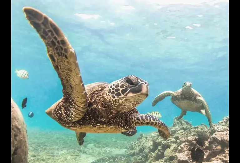 Sea turtles swimming in the clear waters of Hawaii, surrounded by marine life and coral reefs.