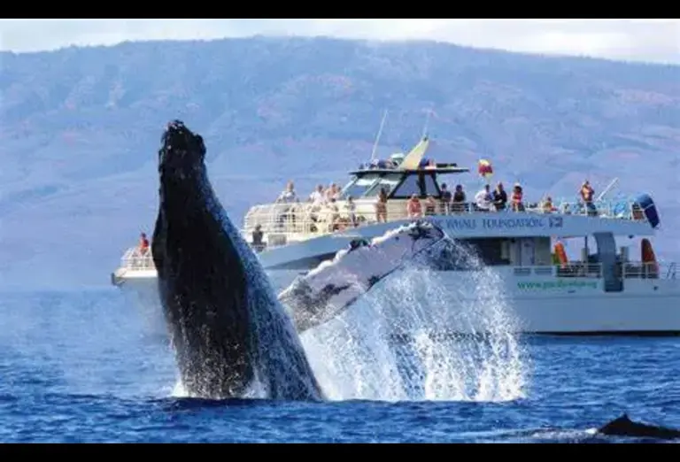 Humpback whale breaching near a whale-watching tour boat in Hawaii, with mountains in the background.